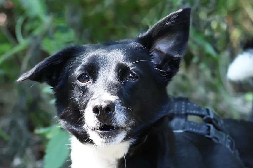 Momo, schwarz-weiß female 4yo Mixed Breed for adoption at Tierheim Gelsenkirchen, Gelsenkirchen