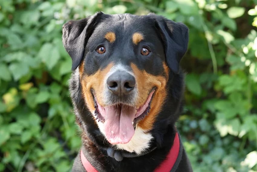 Koda, schwarz-braun male young mixed breed for adoption at Tierheim Gelsenkirchen, Gelsenkirchen