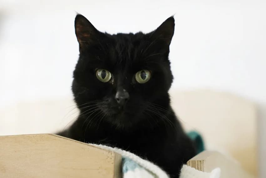 Micky, schwarz female senior European Shorthair for adoption at Tierheim Gelsenkirchen, Gelsenkirchen