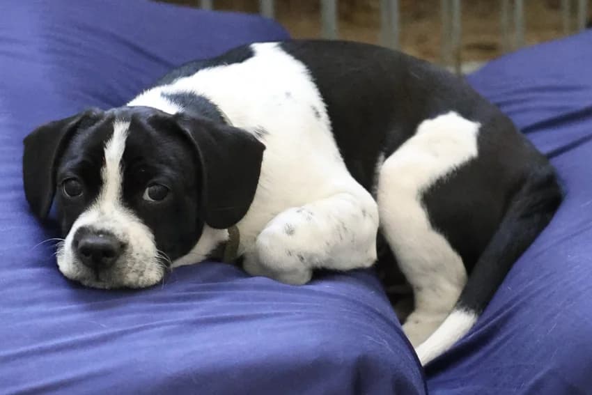Welpen, 2 x schwarz-weiß, 3 x creme-weiß male puppy English Bulldog for adoption at Tierheim Gelsenkirchen, Gelsenkirchen