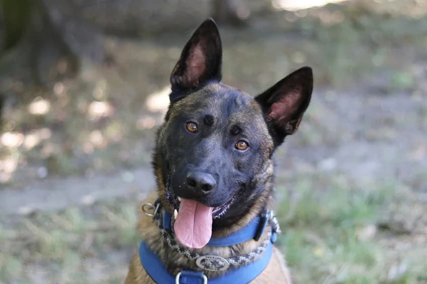 Phil, beige-braun-grau male Belgian Malinois for adoption at Tierheim Gelsenkirchen, Gelsenkirchen