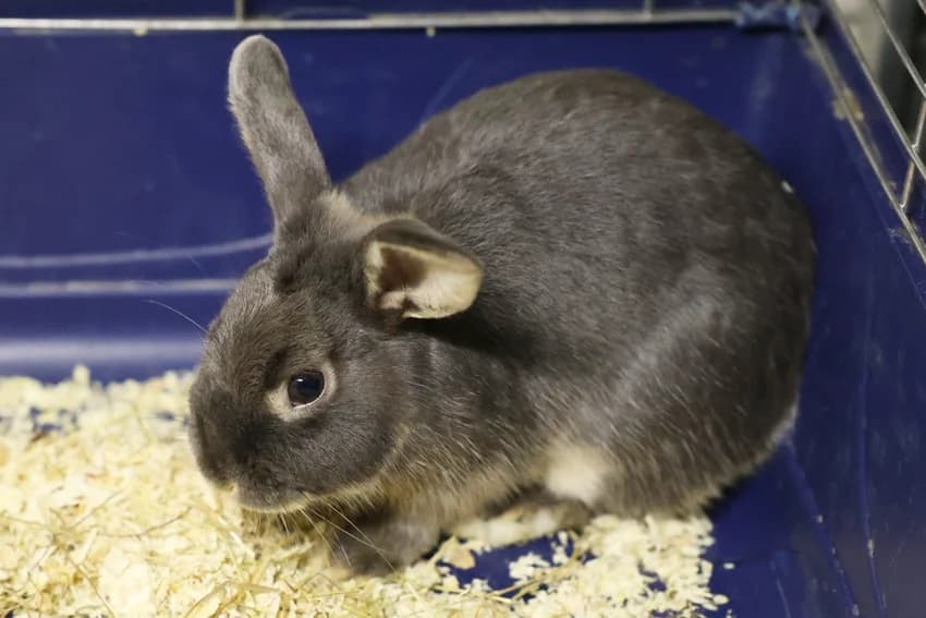 Percy, male Mixed Breed for adoption at Tierheim Gelsenkirchen, Gelsenkirchen