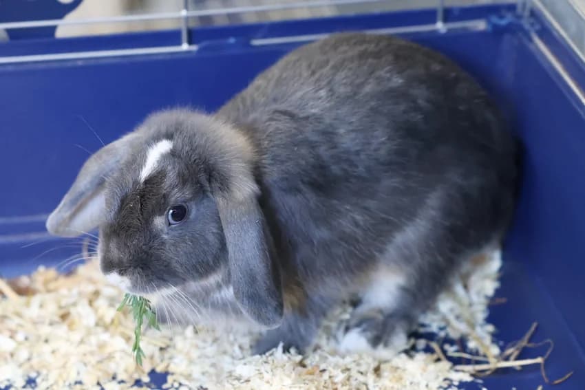 Keno, male Mixed Breed for adoption at Tierheim Gelsenkirchen, Gelsenkirchen