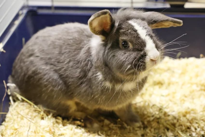Rufio, male Mixed Breed for adoption at Tierheim Gelsenkirchen, Gelsenkirchen