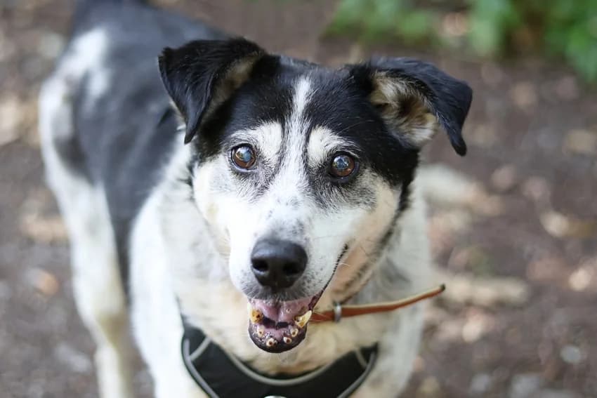 Luigi, tricolor male senior mixed breed for adoption at Tierheim Gelsenkirchen, Gelsenkirchen