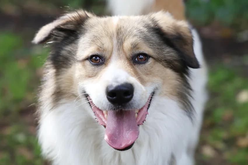 Dandelion, weiß-braun male mixed breed for adoption at Tierheim Gelsenkirchen, Gelsenkirchen