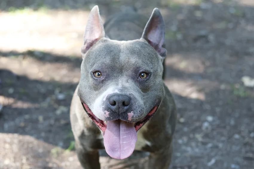 Boo, grau-gestromt male Pit Bull Terrier for adoption at Tierheim Gelsenkirchen, Gelsenkirchen