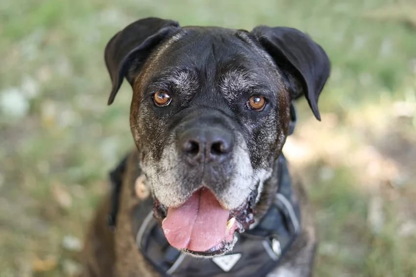 Bruce, gestromt male Cane Corso for adoption at Tierheim Gelsenkirchen, Gelsenkirchen