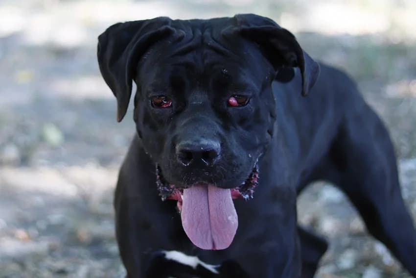 Soledad, schwarz female young Cane Corso for adoption at Tierheim Gelsenkirchen, Gelsenkirchen