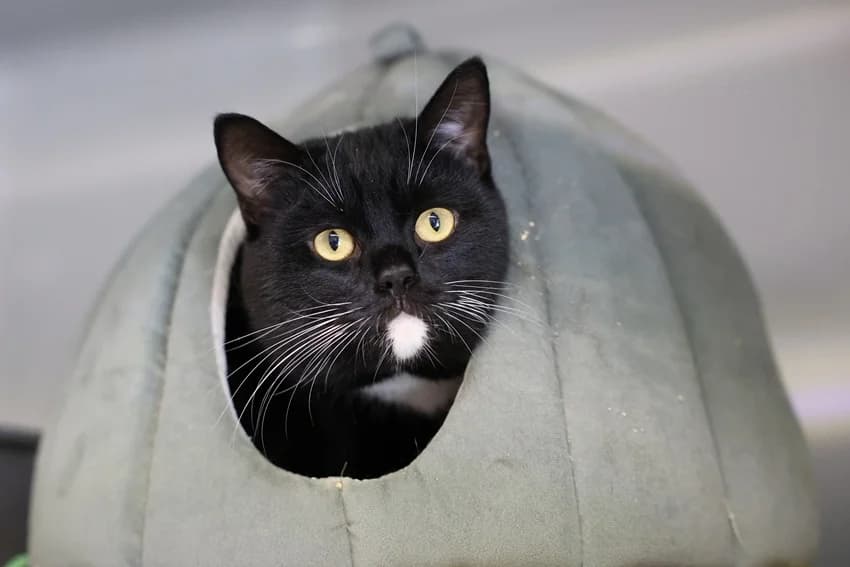 Kinny, schwarz-weiß male European Shorthair for adoption at Tierheim Gelsenkirchen, Gelsenkirchen