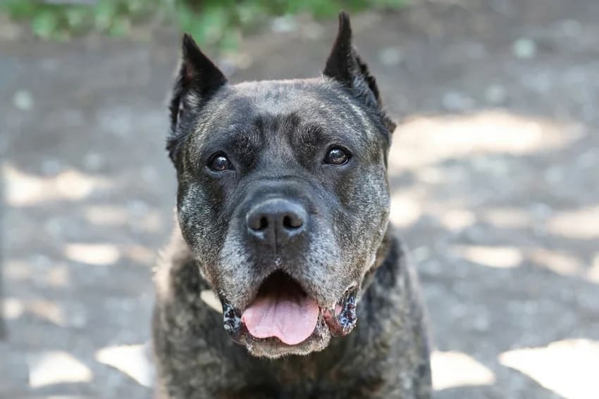Edith, gestromt female 6yo Presa Canario for adoption at Tierheim Gelsenkirchen, Gelsenkirchen