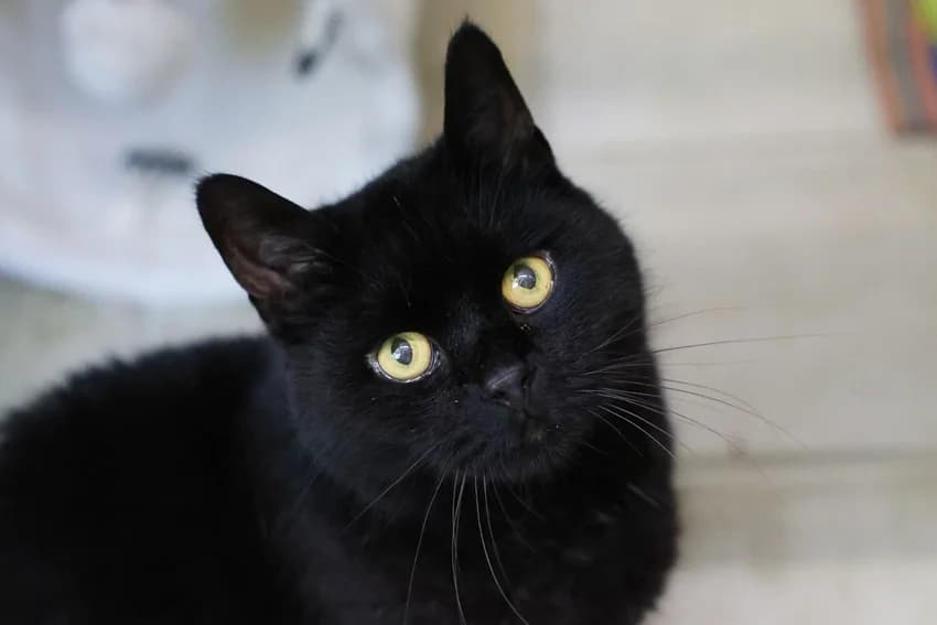 Sammy, schwarz male 6yo European Shorthair for adoption at Tierheim Gelsenkirchen, Gelsenkirchen