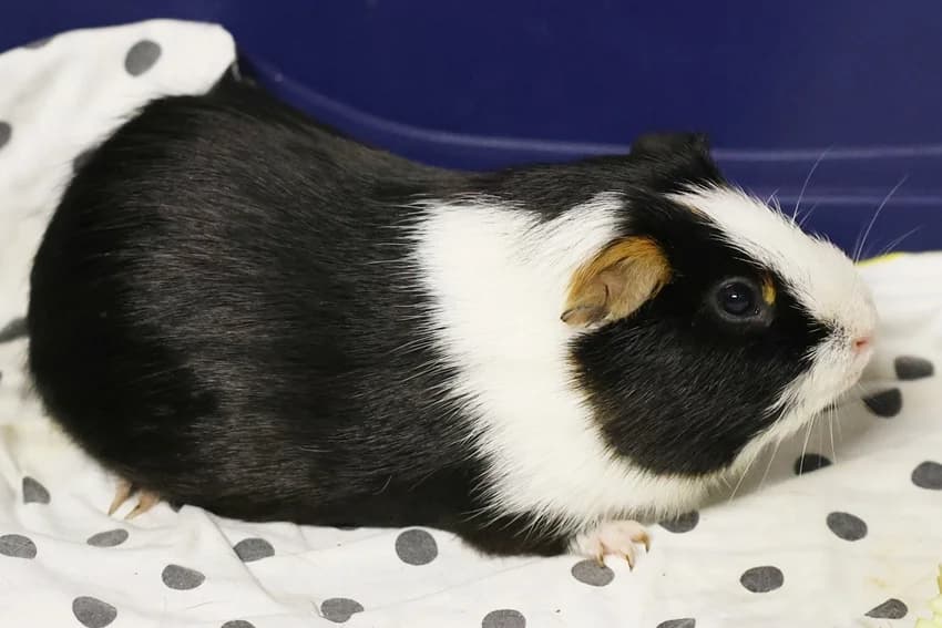 Pino, male Mixed Breed for adoption at Tierheim Gelsenkirchen, Gelsenkirchen