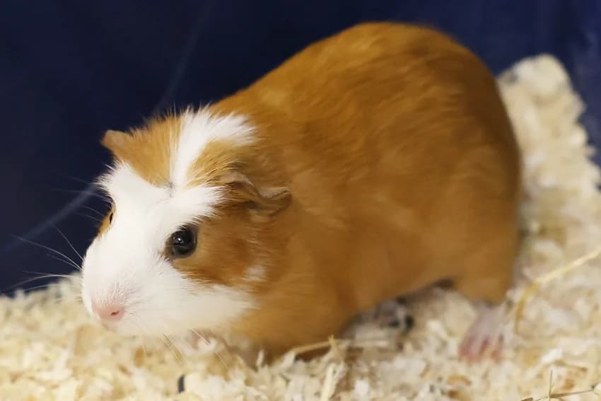 Pepe, male Mixed Breed for adoption at Tierheim Gelsenkirchen, Gelsenkirchen