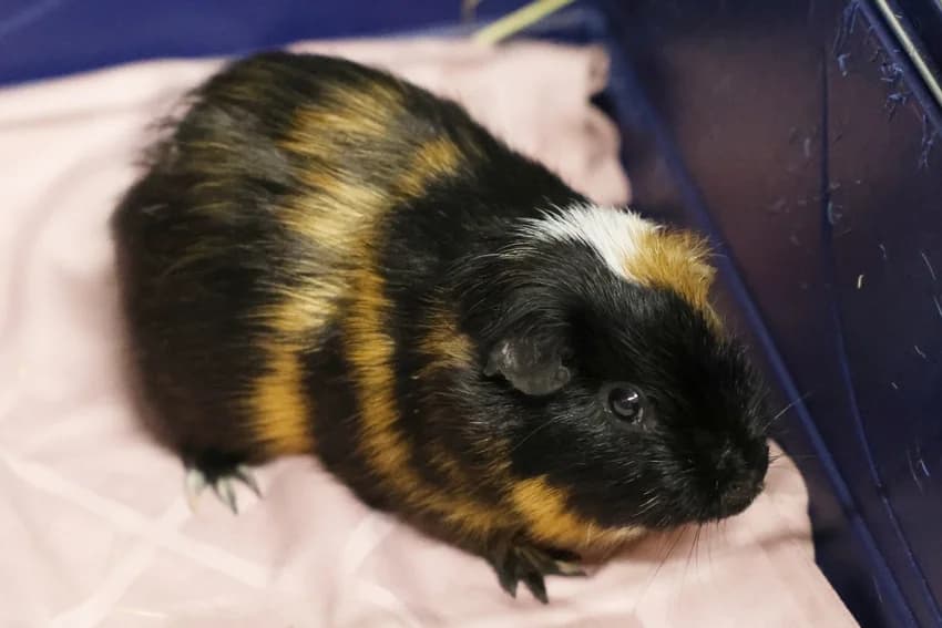 Strolch, male Mixed Breed for adoption at Tierheim Gelsenkirchen, Gelsenkirchen