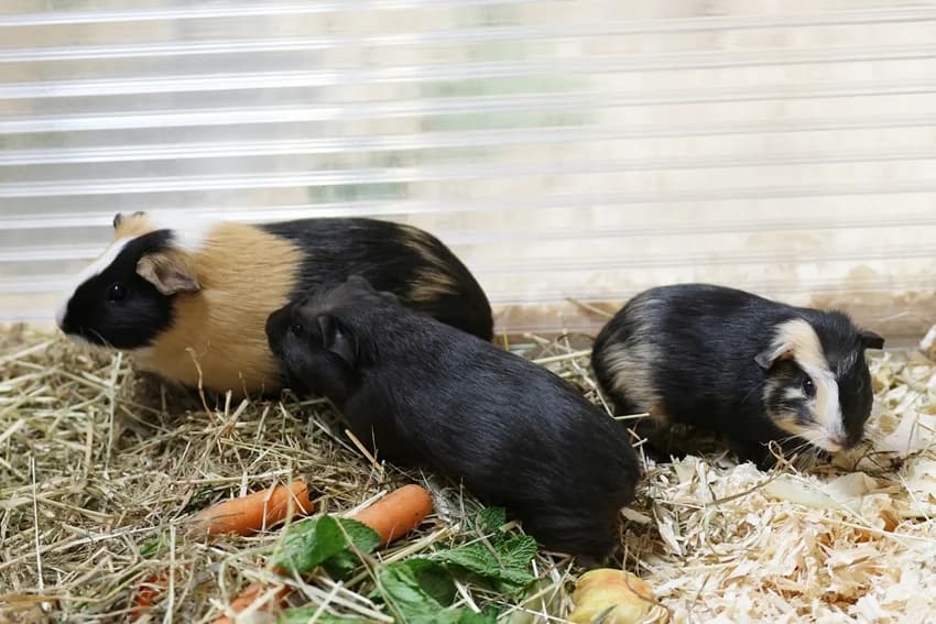 Maja + Püppi + Tiffi, female Mixed Breed for adoption at Tierheim Gelsenkirchen, Gelsenkirchen