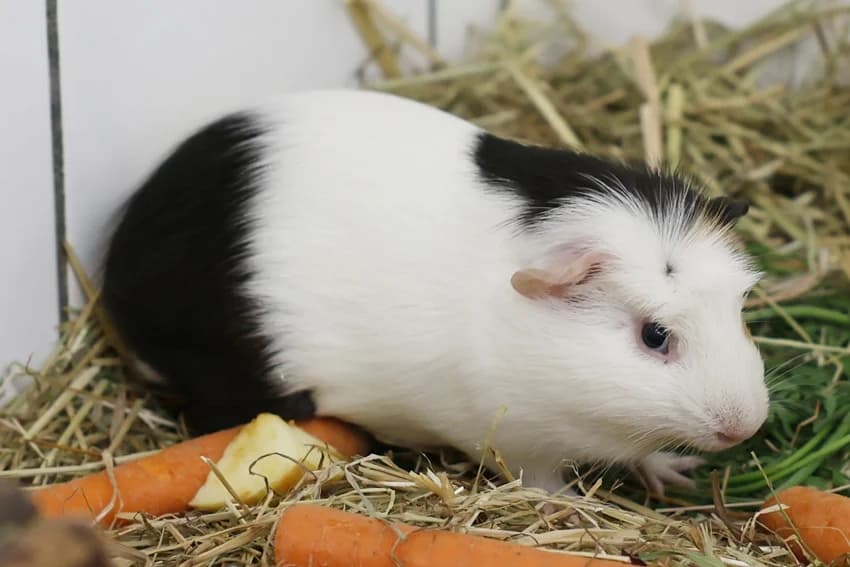 Samson, male Mixed Breed for adoption at Tierheim Gelsenkirchen, Gelsenkirchen