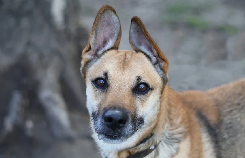 Lucky, braun-weiß-grau male 6yo Labrador Retriever for adoption at Tierheim Gelsenkirchen, Gelsenkirchen