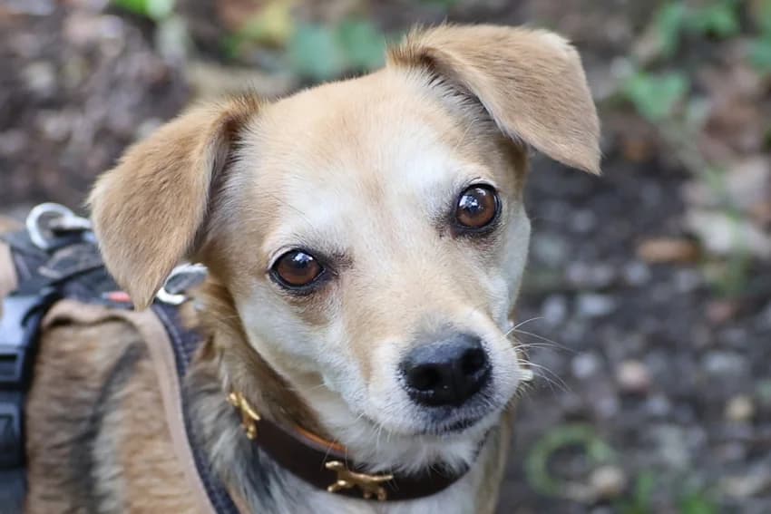 Luna, beige female 7yo Mixed Breed for adoption at Tierheim Gelsenkirchen, Gelsenkirchen