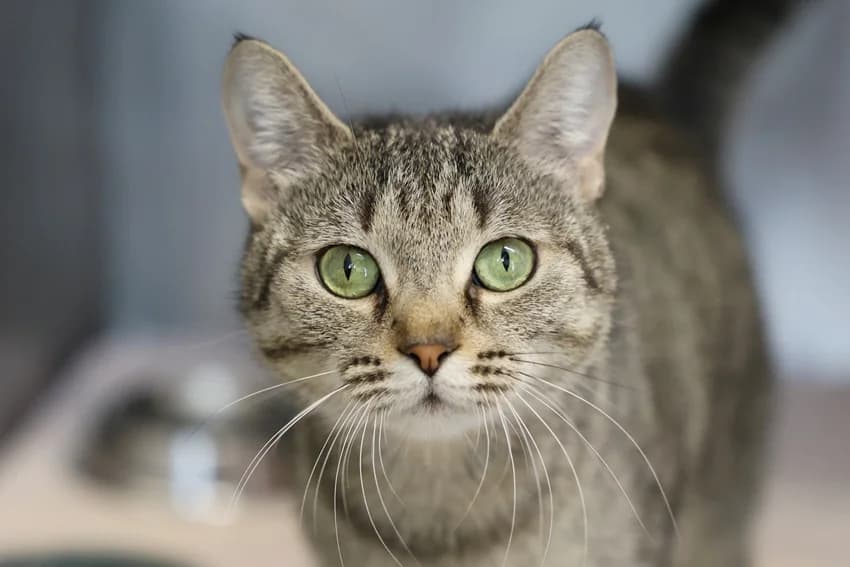 Kelly, grau-getigert female European Shorthair for adoption at Tierheim Gelsenkirchen, Gelsenkirchen