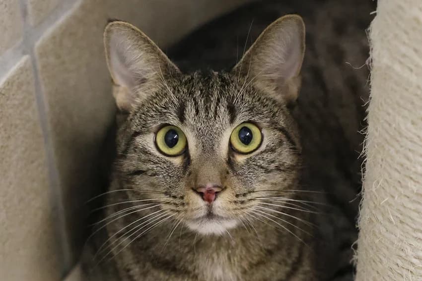 Spencer, getigert male young European Shorthair for adoption at Tierheim Gelsenkirchen, Gelsenkirchen