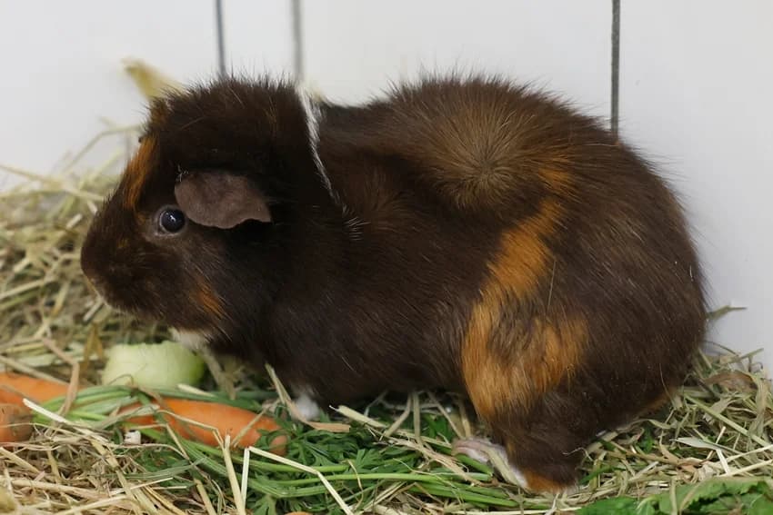 Toffee, male Mixed Breed for adoption at Tierheim Gelsenkirchen, Gelsenkirchen
