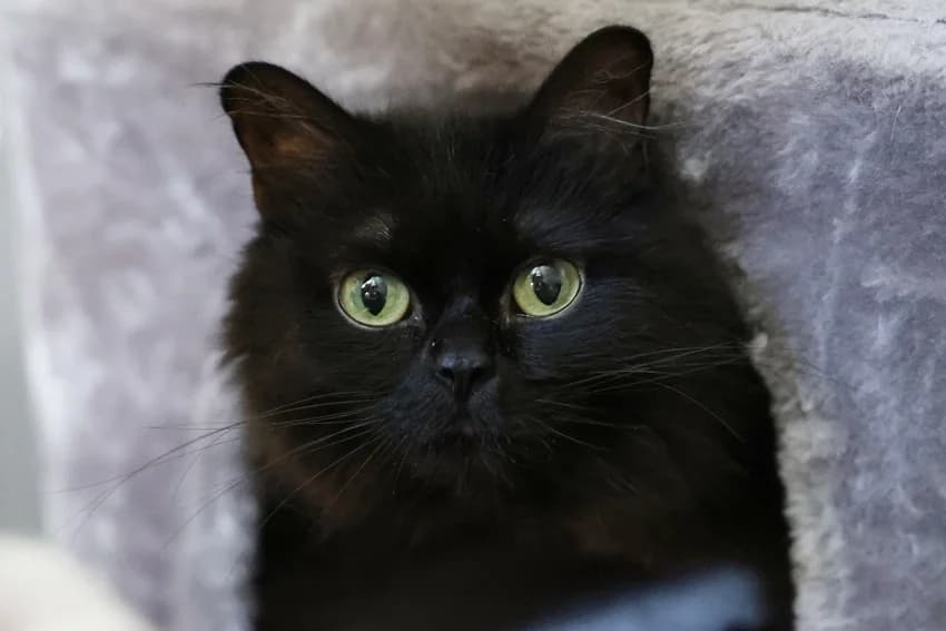 Shiva, schwarz female 3yo European Shorthair for adoption at Tierheim Gelsenkirchen, Gelsenkirchen