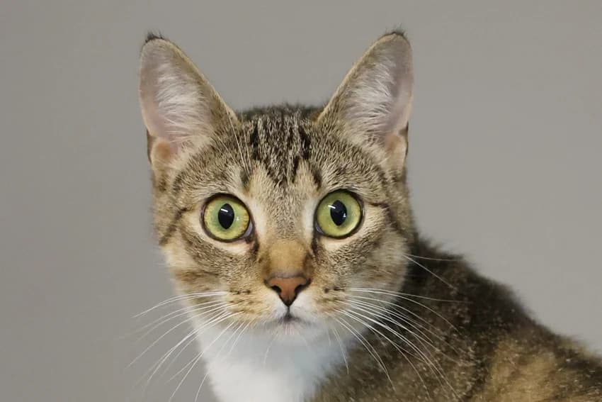 Mischka, spotted-tabby female 3yo European Shorthair for adoption at Tierheim Gelsenkirchen, Gelsenkirchen