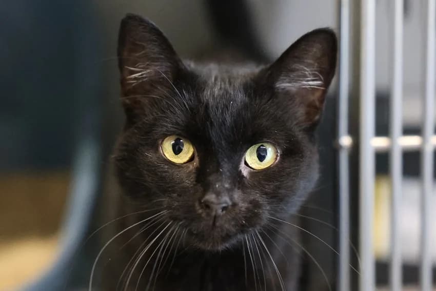 Kahla, schwarz female 4yo European Shorthair for adoption at Tierheim Gelsenkirchen, Gelsenkirchen