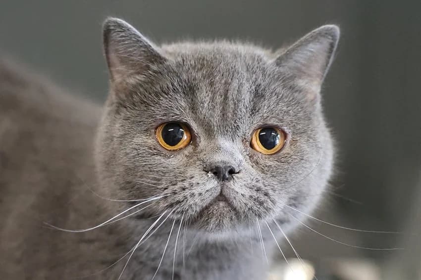 Cresselia, grau female British Shorthair for adoption at Tierheim Gelsenkirchen, Gelsenkirchen