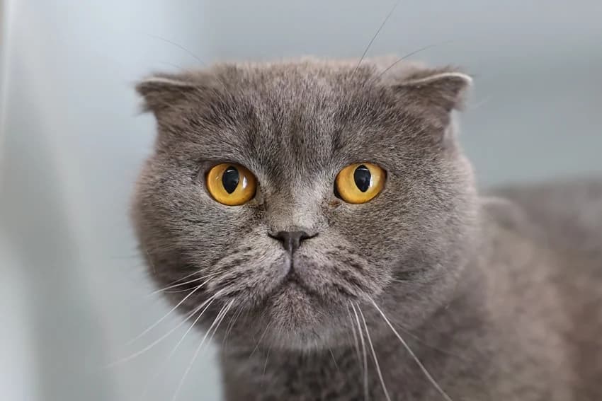Fany, grau female 7yo Scottish Fold for adoption at Tierheim Gelsenkirchen, Gelsenkirchen
