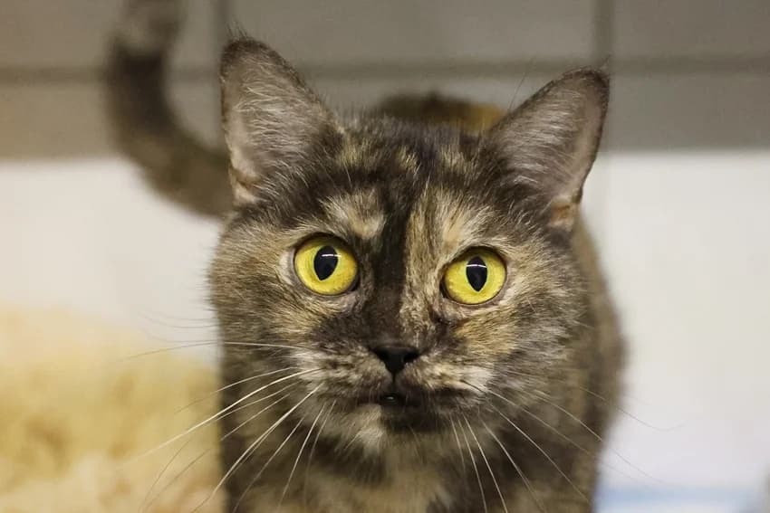 Mew, schildpatt female 4yo British Shorthair for adoption at Tierheim Gelsenkirchen, Gelsenkirchen