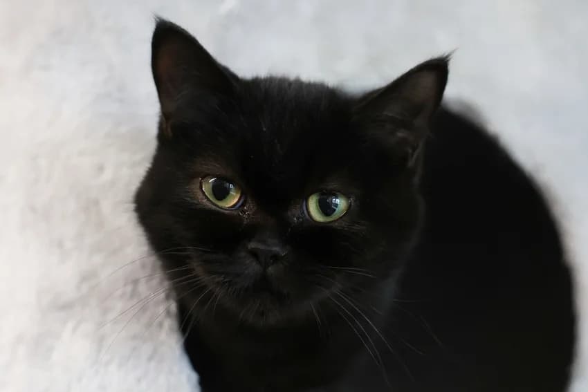Biscuit, schwarz female puppy British Shorthair for adoption at Tierheim Gelsenkirchen, Gelsenkirchen