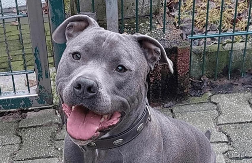 Beto, grau mit weißem Brustfleck male 7yo American Staffordshire Terrier for adoption at Tierheim Gelsenkirchen, Gelsenkirchen
