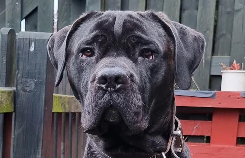 Milo, female 4yo Cane Corso for adoption at Tierheim Gelsenkirchen, Gelsenkirchen