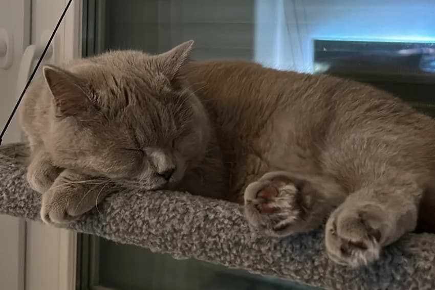 Yumos, blau female 4yo British Shorthair for adoption at Tierheim Gelsenkirchen, Gelsenkirchen
