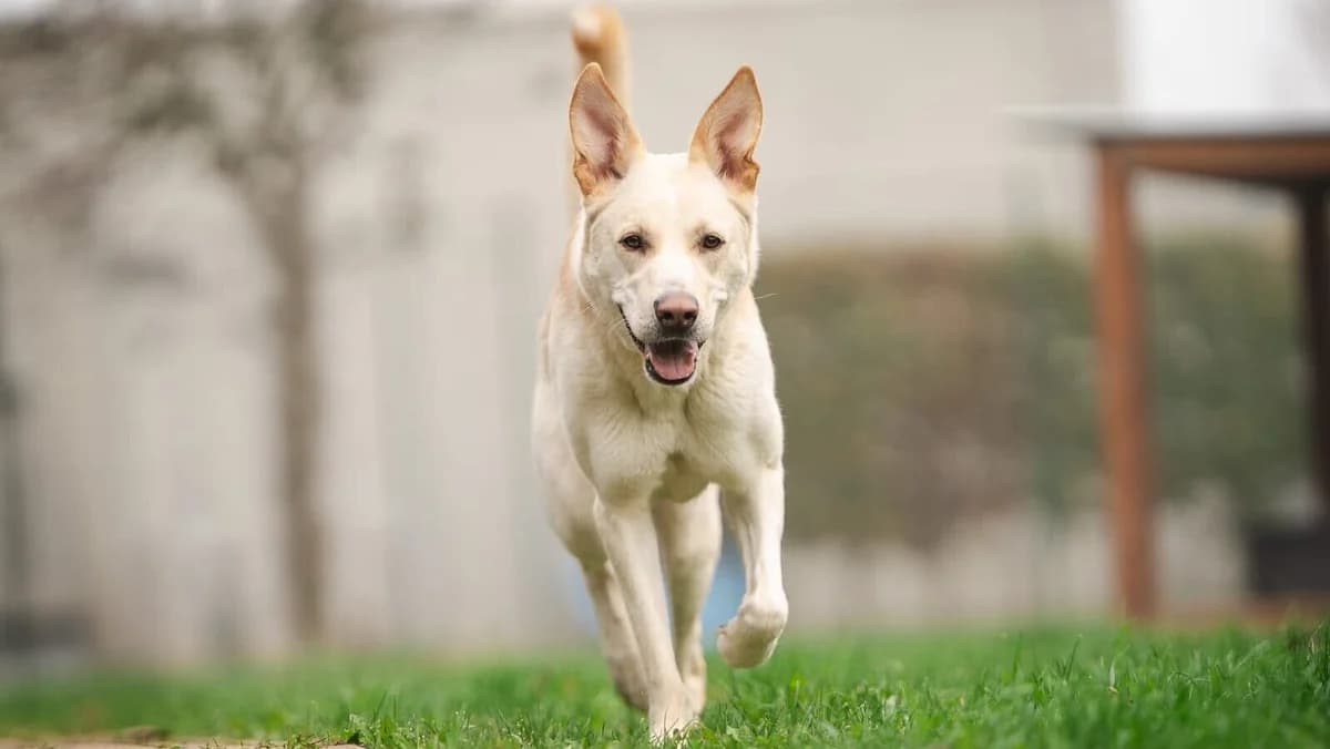 Elli - Luna, Mixed Breed for adoption at Tierheim Gera, Gera