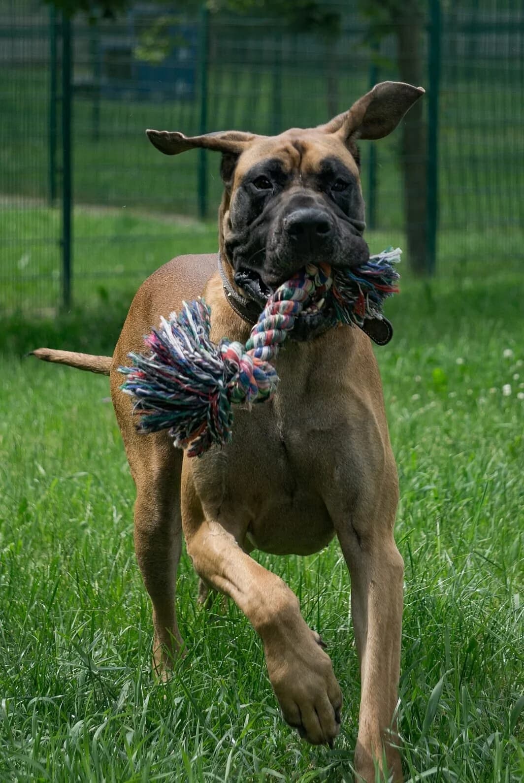 Kuno, Mixed Breed for adoption at Tierheim Gera, Gera