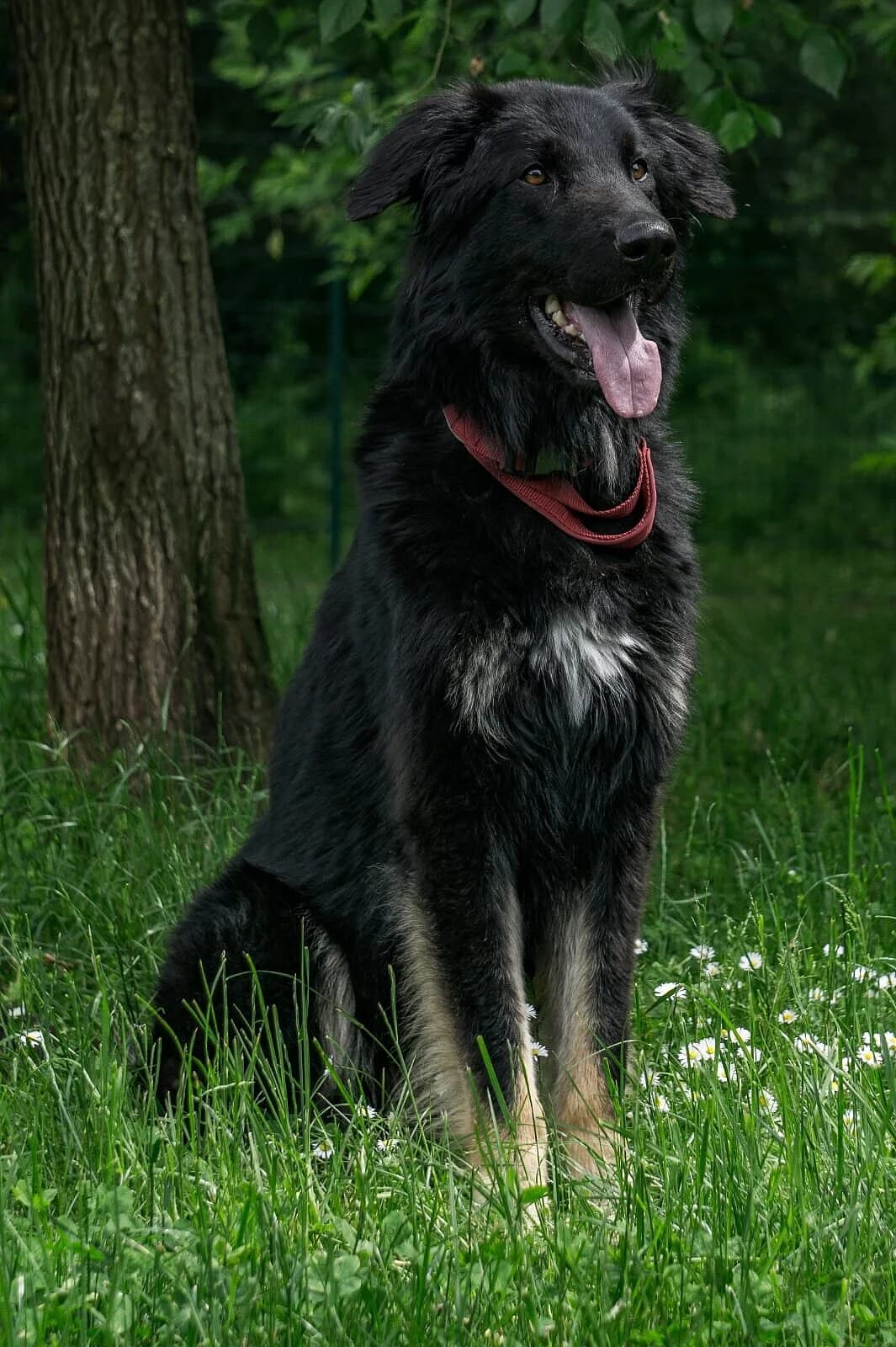 Milo, Mixed Breed for adoption at Tierheim Gera, Gera