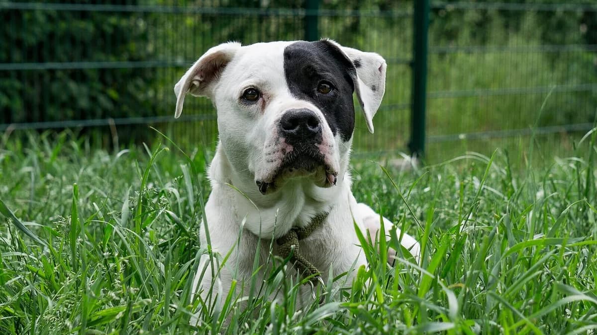 Taro, Mixed Breed for adoption at Tierheim Gera, Gera