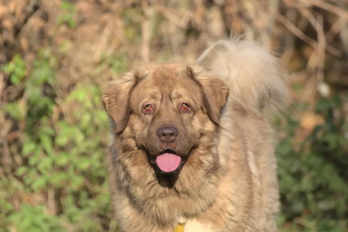 Samson, braun male 6yo Mixed Breed for adoption at Tierheim Göppingen, Göppingen