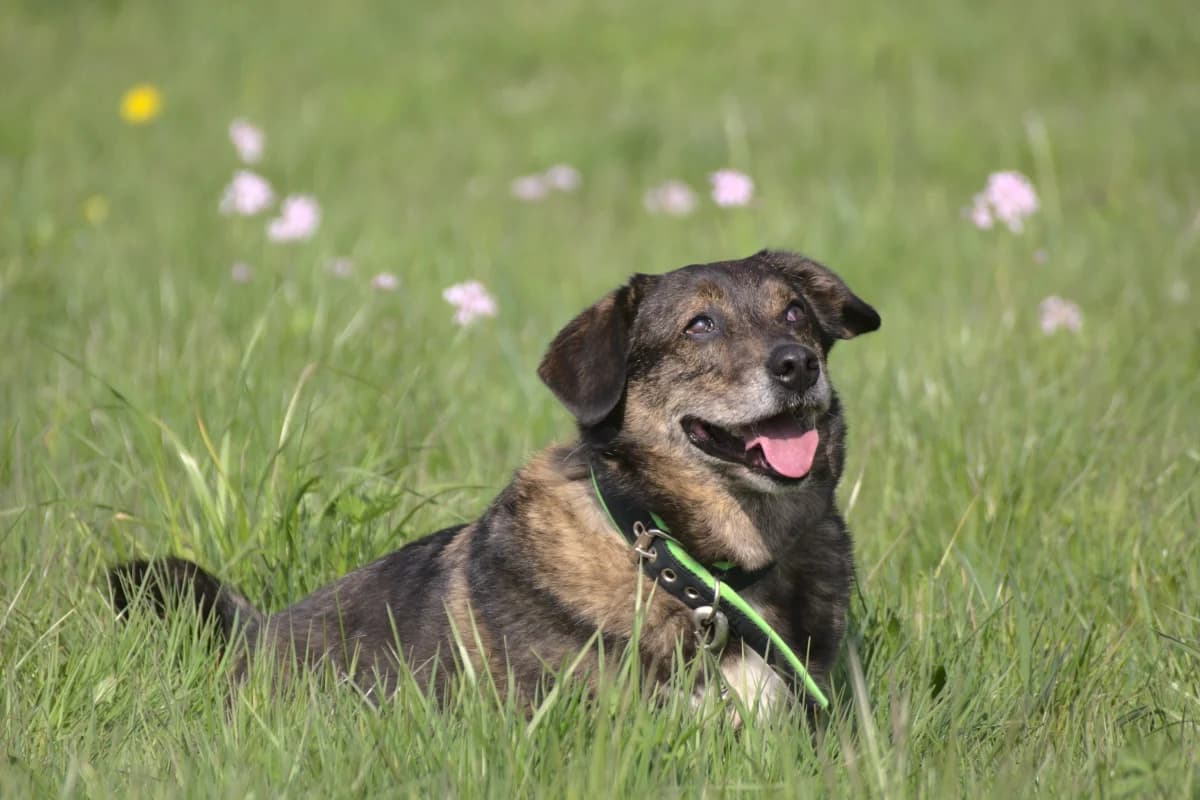 Benni – hat feste Interessenten, braun male senior Mixed Breed for adoption at Tierheim Göppingen, Göppingen