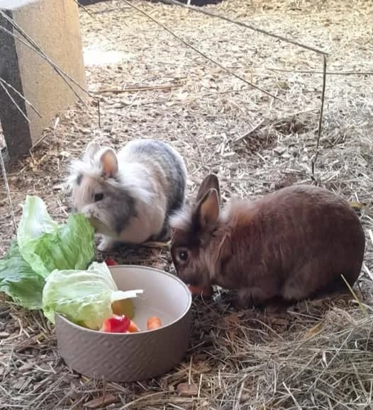 Fluffy & Krümmel, braun male Mixed Breed for adoption at Tierheim Göppingen, Göppingen