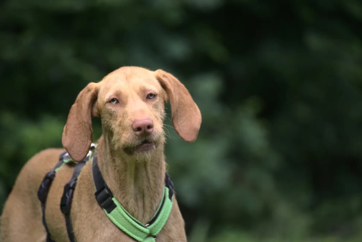 Leo, braun male young Mixed Breed for adoption at Tierheim Göppingen, Göppingen