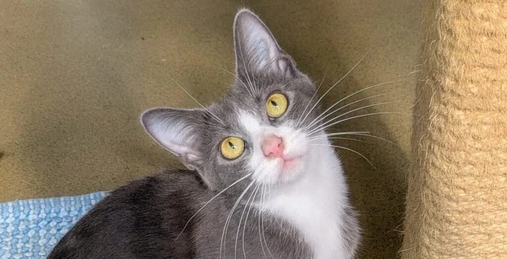 Maika, grau female Mixed Breed for adoption at Tierheim Göppingen, Göppingen
