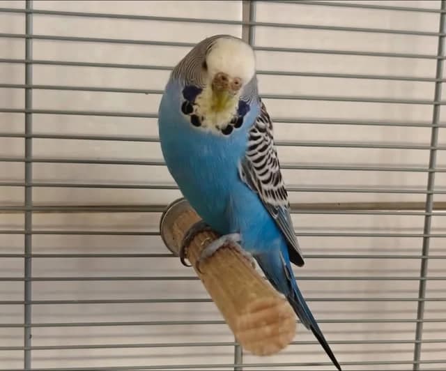Mrs. Marpel, blau female Mixed Breed for adoption at Tierheim Göppingen, Göppingen