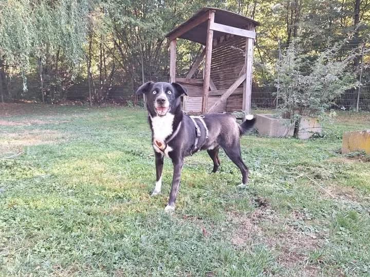 Jack, schwarz male 6yo Mixed Breed for adoption at Tierheim Göppingen, Göppingen