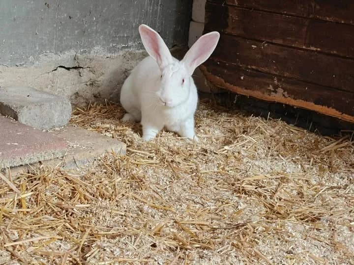 Hermann, male Mixed Breed for adoption at Tierheim Göppingen, Göppingen