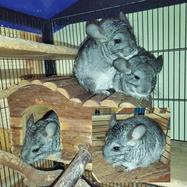 Drei Chinchillas, Mixed Breed for adoption at Tierheim Gotha, Gotha