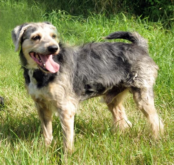 Whisky, Mixed Breed for adoption at Tierheim Gotha, Gotha